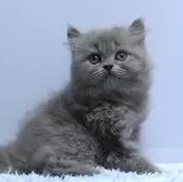 ミヌエット(長足)