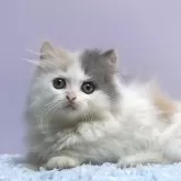 ミヌエット(短足)【群馬県・女の子・2025年9月23日・ダイリュートキャリコ】の写真1