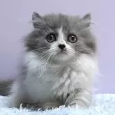 ミヌエット(短足)