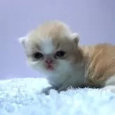 ミヌエット(長足)