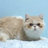 エキゾチックショートヘア