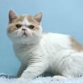 エキゾチックショートヘア