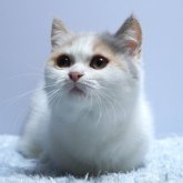 ミヌエット(短足)