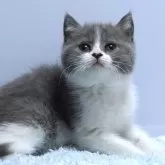 ミヌエット(長足)