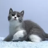 ミヌエット(長足)