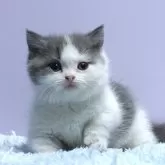 ミヌエット(短足)