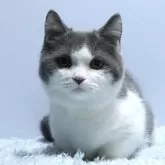 ミヌエット(短足)