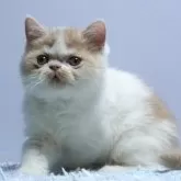 エキゾチックショートヘア