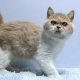 ミヌエット(長足)