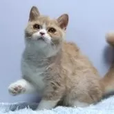 ミヌエット(長足)