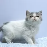 エキゾチックショートヘア