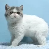 エキゾチックショートヘア