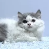 ミヌエット(短足)