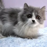 ミヌエット(短足)