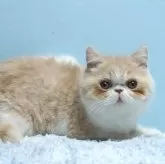 エキゾチックショートヘア