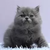 ミヌエット(長足)