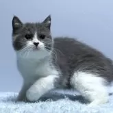 ミヌエット(長足)