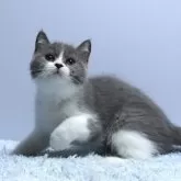 ミヌエット(長足)