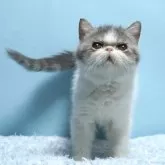 エキゾチックショートヘア【群馬県・男の子・2025年3月21日・ブルー&ホワイト】の写真3