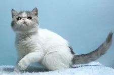 エキゾチックショートヘア【群馬県・男の子・2025年3月21日・ブルー&ホワイト】の写真6