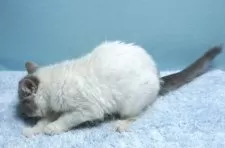 エキゾチックショートヘア【群馬県・男の子・2025年3月21日・ブルー&ホワイト】の写真8