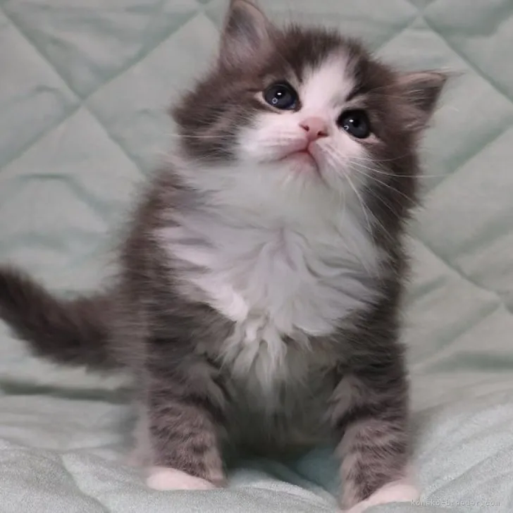 ID：2306-01322の子猫