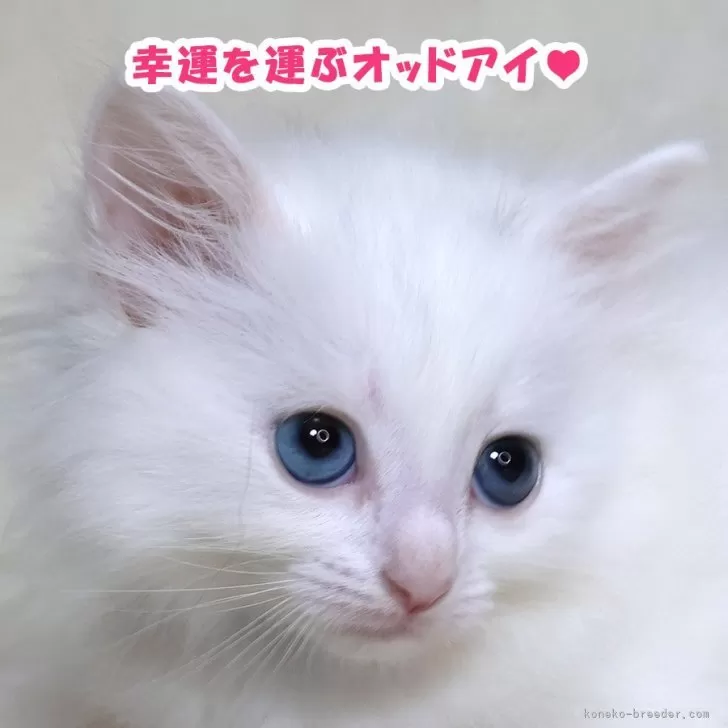 ID：2406-02379の子猫