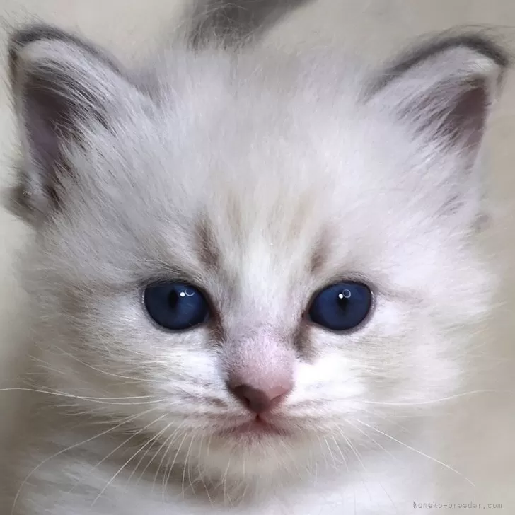 ID:2407-02227の子猫