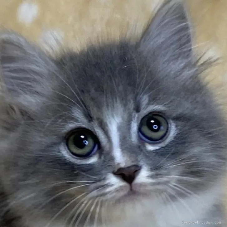 ID：2210-03220の子猫