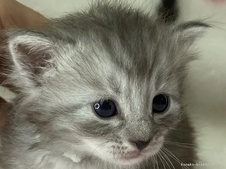 ID：2204-00129の子猫