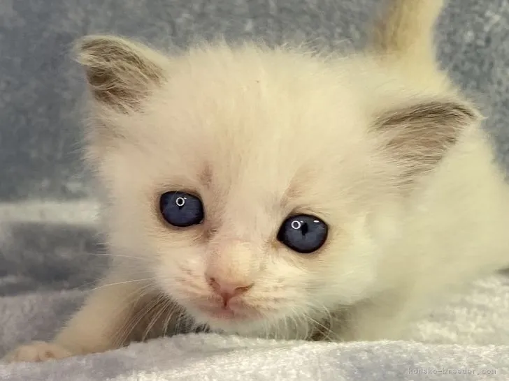 ID：2203-01329の子猫