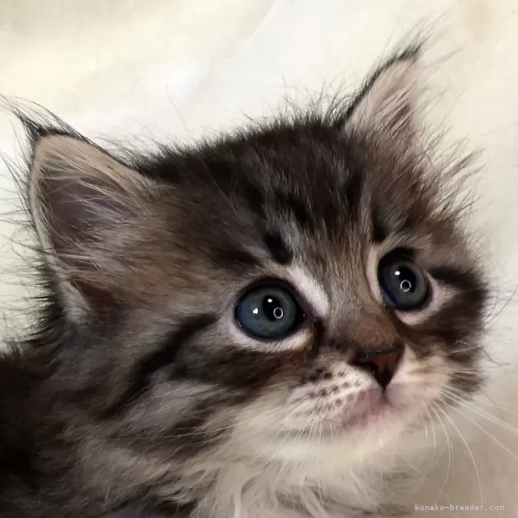 ID：2404-00658の子猫