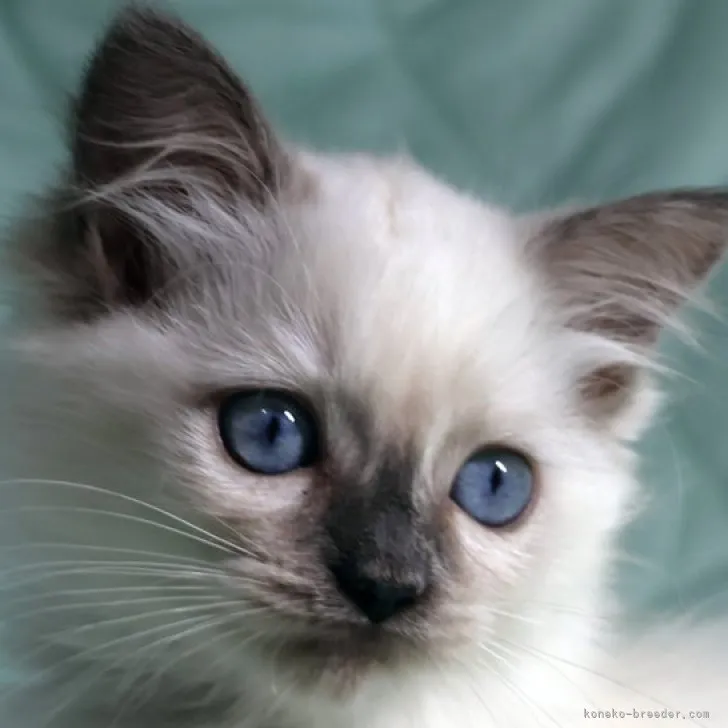 ID：2307-00943の子猫