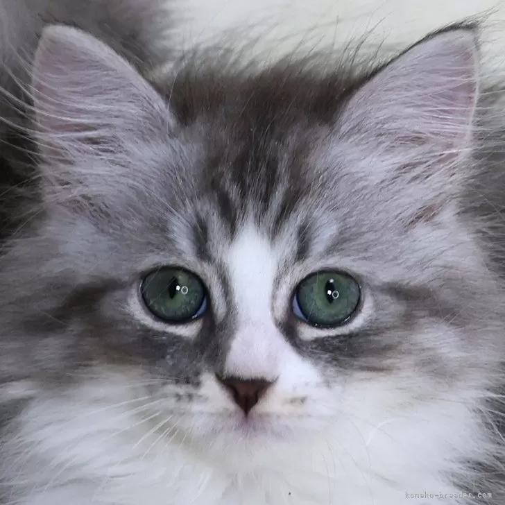 ID：2406-00746の子猫