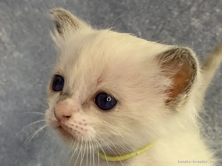 ID:2203-01330の子猫