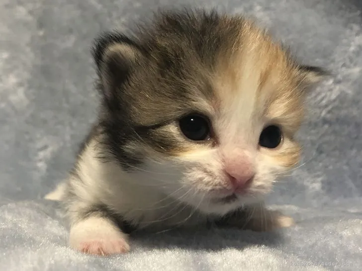 ID：2202-01962の子猫