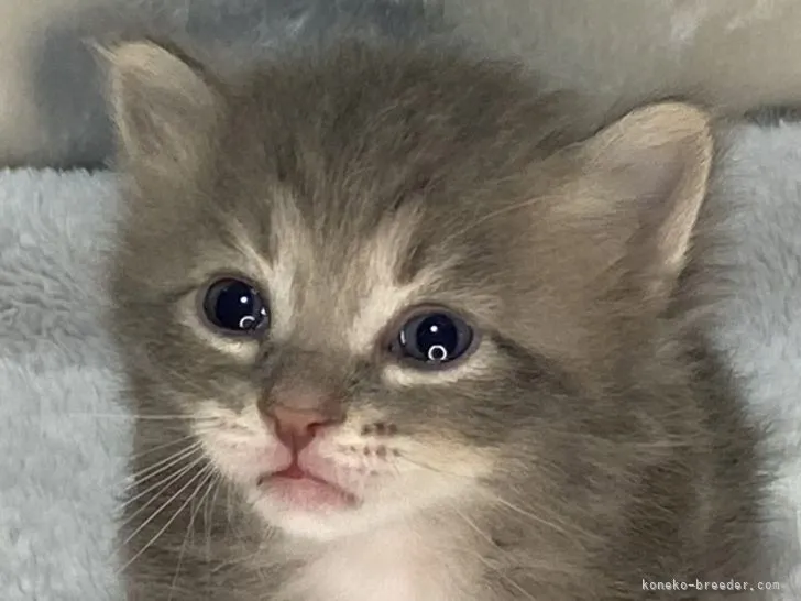 ID：2204-01563の子猫
