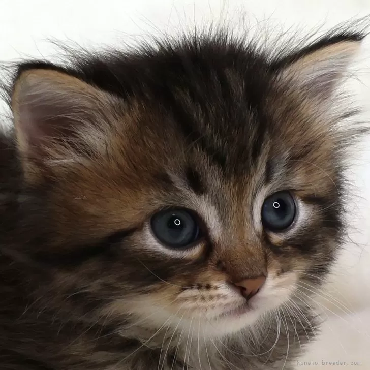 ID:2409-02334の子猫