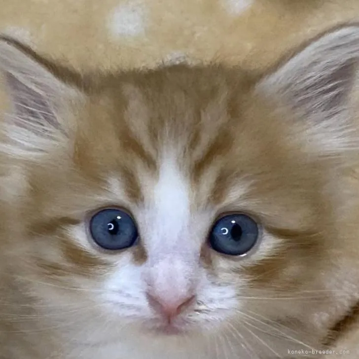 ID:2209-01998の子猫