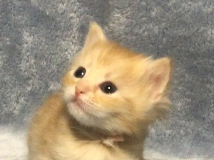 ID：2202-01965の子猫