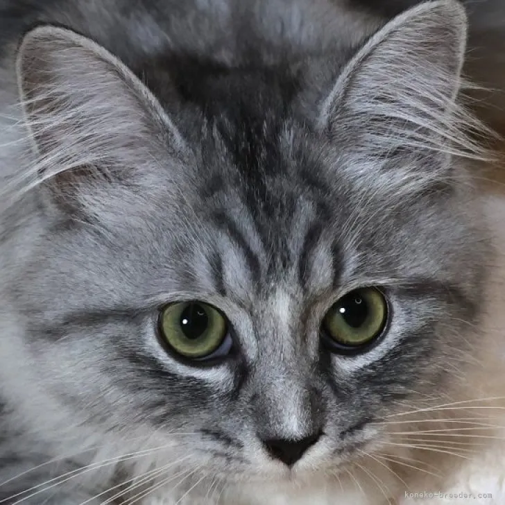 ID：2307-02485の子猫