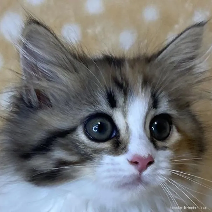 ID：2208-02345の子猫