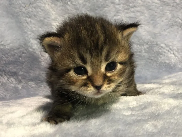 ID：2202-01629の子猫