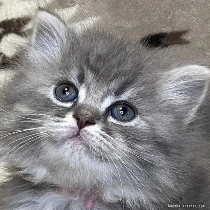 ID:2211-00002の子猫