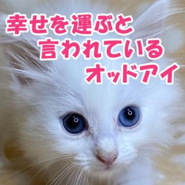 サイベリアン【奈良県・女の子・2022年9月3日・ホワイト&オッドアイ】の写真「父ロシア産まれのベル10kg 幸せを運ぶオッドアイ」