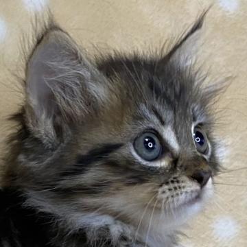 サイベリアン【奈良県・女の子・2022年9月3日・ブラウンタビー】の写真「父ロシア産まれのベル10kg おちゃめな性格の子」