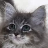 サイベリアン【奈良県・女の子・2024年4月29日・ブルートービー&ホワイト】の写真1「美人さんに育ちました♪」