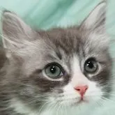 サイベリアン【奈良県・男の子・2023年5月9日・ブルータビー&ホワイト】の写真1「7/21撮影」