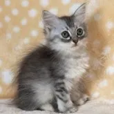 サイベリアン【奈良県・男の子・2023年7月8日・ブルートービー&ホワイト】の写真2「9/23撮影」