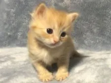 サイベリアン【奈良県・女の子・2022年2月8日・ちょい薄いレッドタビー】の写真2「2022/3/8撮影」